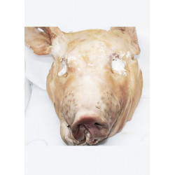 CABEZA SALGADA DE PORCO GALLEGO